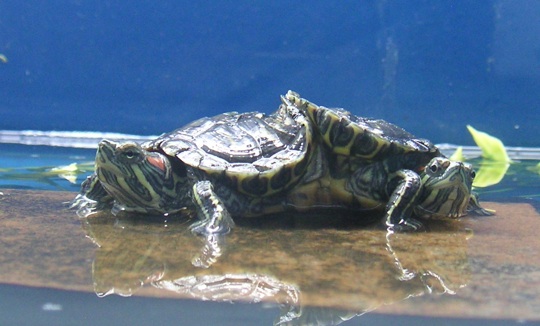 siamese turtle